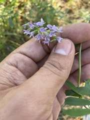 Medicago sativa