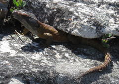 Pseudocordylus microlepidotus microlepidotus