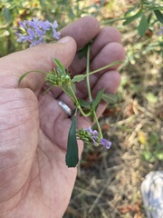 Medicago sativa