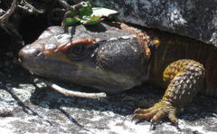 Pseudocordylus microlepidotus microlepidotus