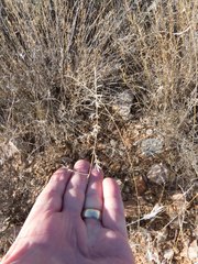 Festuca microstachys