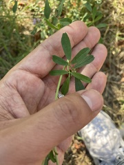 Medicago sativa