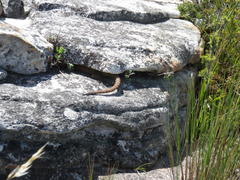 Pseudocordylus microlepidotus microlepidotus