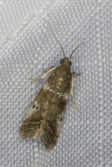 Acrobasis vaccinii