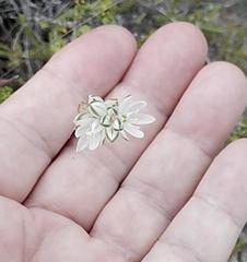 Ornithogalum juncifolium