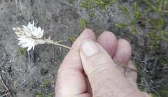 Ornithogalum juncifolium