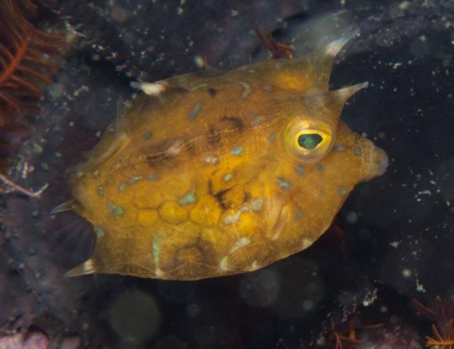 Thornback Cowfish