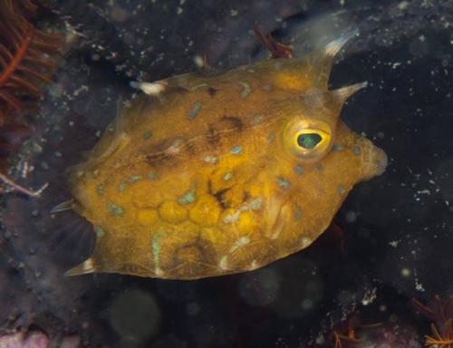Thornback Cowfish