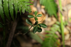 Psychotria daphnoides