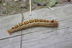 Euthrix albomaculata