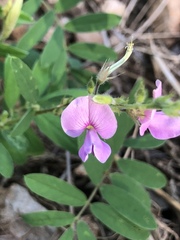 Tephrosia cinerea