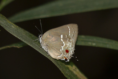 Strephonota syedra