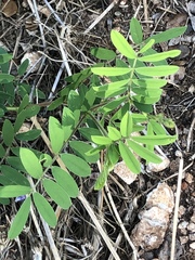 Tephrosia cinerea