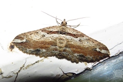 Chrysolarentia leucophanes