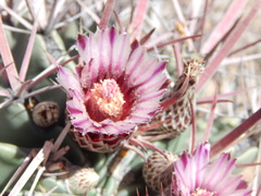 Ferocactus recurvus