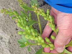 Cakile edentula edentula