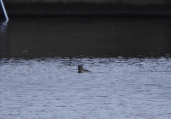 Lophodytes cucullatus