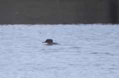 Lophodytes cucullatus