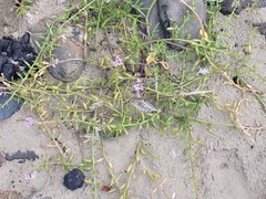 Cakile maritima maritima