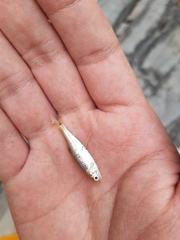 Dionda episcopa