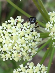 Ectemnius ruficornis
