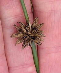 Juncus breweri