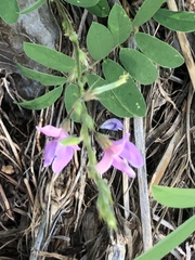 Tephrosia cinerea