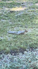 Sciurus carolinensis