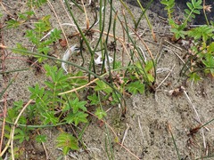 Juncus breweri
