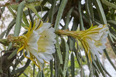 Selenicereus costaricensis