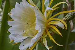 Selenicereus costaricensis