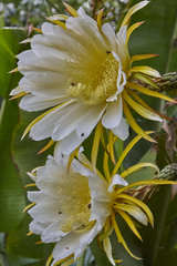 Selenicereus costaricensis