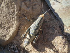 Puncticornia puncticornis