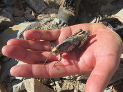 Puncticornia puncticornis