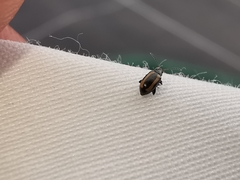 Phyllotreta undulata