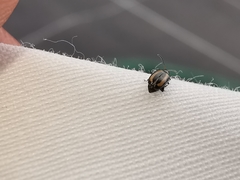 Phyllotreta undulata