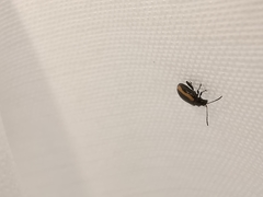 Phyllotreta undulata