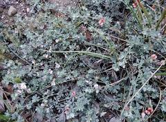 Indigofera sp12