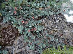 Indigofera sp12