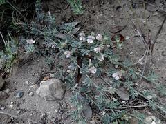 Indigofera sp12