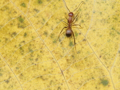 Camponotus nicobarensis