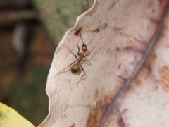 Camponotus nicobarensis