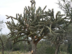 Cereus forbesii