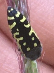 Acmaeodera solitaria