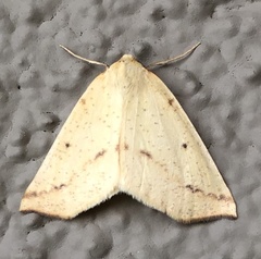 Neoterpes edwardsata