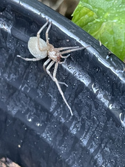 Cheiracanthium inclusum