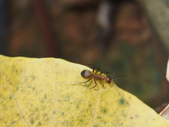 Camponotus nicobarensis