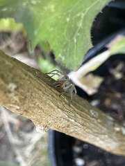 Cheiracanthium inclusum