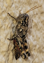 Phaulotettix eurycercus