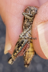 Phaulotettix eurycercus